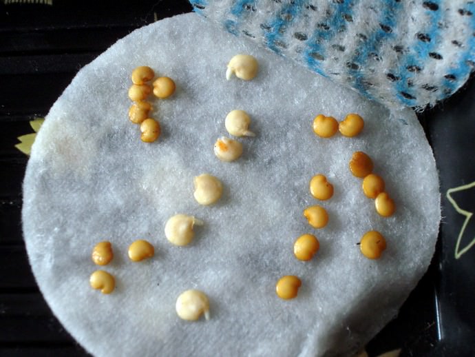 Для ускоренного получения всходов посев осуществляют предварительно намоченными семенами